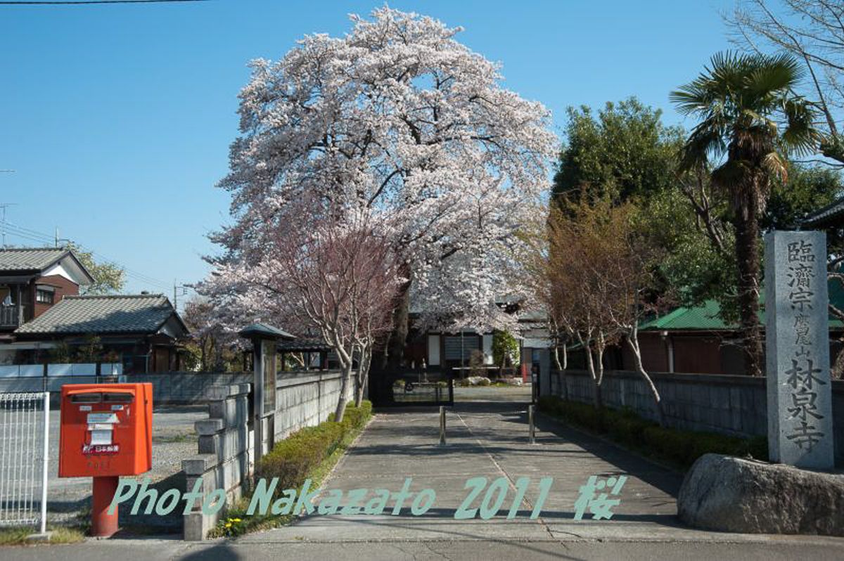 林泉寺の桜